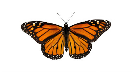 Obraz premium Monarch butterfly with spread wings on transparent background