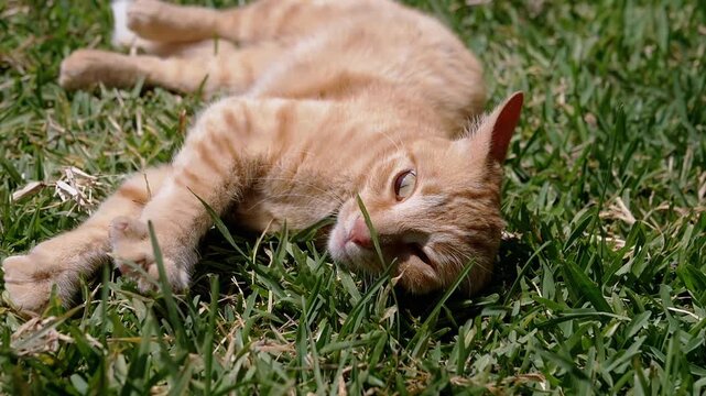 Playful Ginger Cat Rolling on the Green Grass while Bathed in Bright Sunlight. Happy Domestic orange cat enjoys warm sunny weather in yard in open air. Close-up. Pets concept. Slow motion.