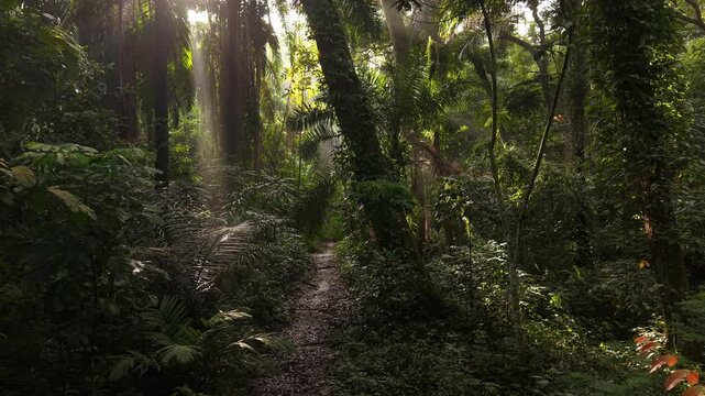 Los rayos del sol atraviesan una densa selva tropical, iluminando un estrecho camino terroso rodeado de exuberante follaje verde y &aacute;rboles altos en un ambiente sereno de selva natural.