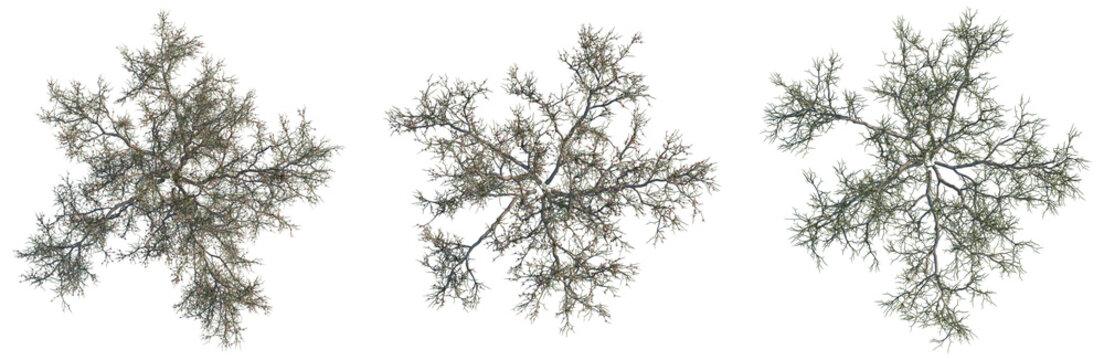Calligonum junceum tree plan, top view, cutout, transparent background, isolate, Delicate Branches and Leaves, Detailed Texture, Natural Elements, Autumnal Tones, Intricate Design