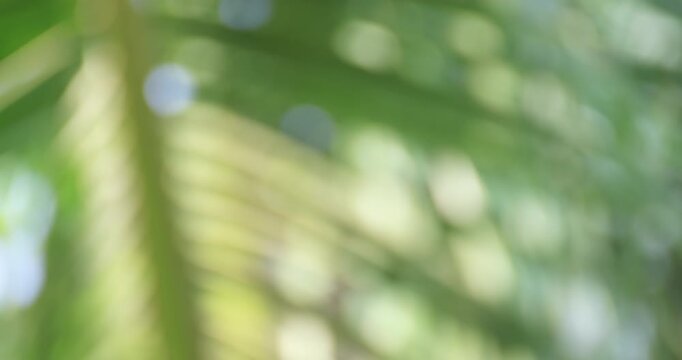 Blurred coconut palm leaves swaying gently, creating a fresh tropical and relaxing mood. Perfect for background footage or nature themed content