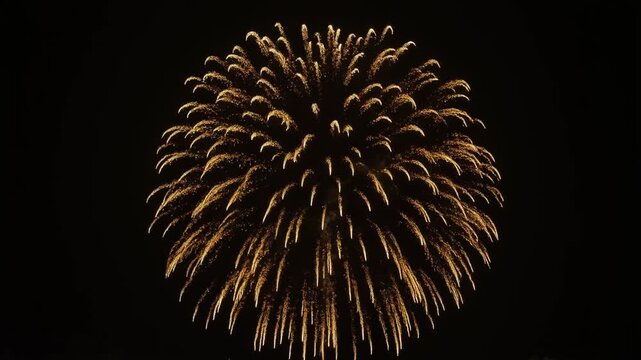 Single Large Gold Firework Bursting with Long Trails &mdash; Dramatic Night Bloom