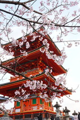 Kyoto temple sakura Japan  © tylwithteg1