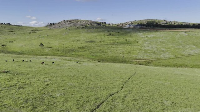 Drone flies over grassy field with cows grazing toward patch of small boulders up the hill in the late afternoon on Sibebe Rock near Mbabane, Eswatini