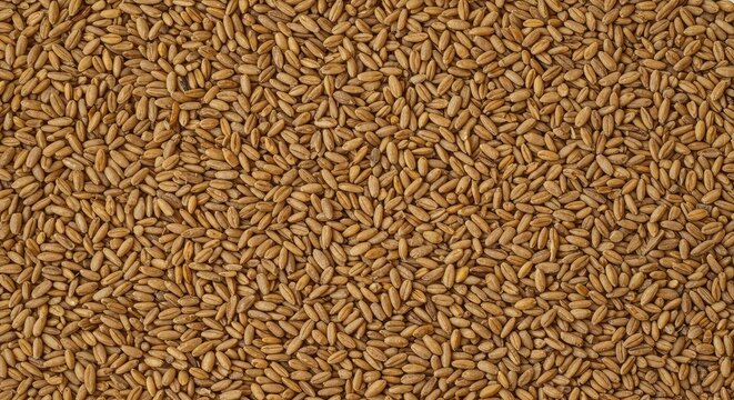 Natural background formed by hundreds of dry raw cereal grains scattered evenly across a flat surface, representing abundance and harvest, diet, background, unprocessed
