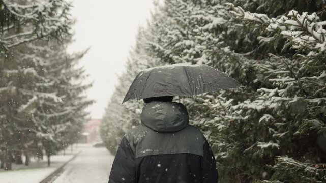 Quiet winter moment. Individual stands beneath umbrella in snow dust. Silent figure near lamppost under frosty pine trees. Serene scene of person under umbrella beside snowladen pine forest