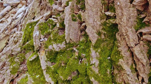 Spring forest scenery with blooming white flowers on trees and fresh green grass moving in the wind. Close-up of violets on forest floor, detailed tree bark texture and small stream flowing.