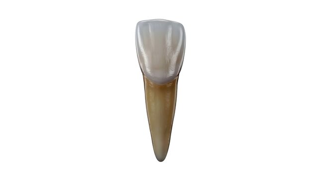 Hyper-Realistic 3D Medical Illustration of a Human Lateral Incisor Tooth Isolated on White