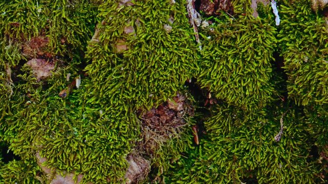 Spring forest scenery with blooming white flowers on trees and fresh green grass moving in the wind. Close-up of violets on forest floor, detailed tree bark texture and small stream flowing.