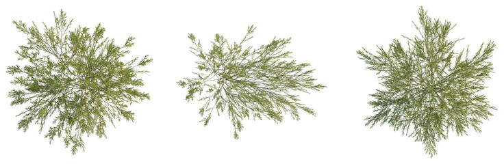 Salix cheilophila tree plan, top view, cutout, transparent background, isolate, Detailed pine tree branches and needles texture, natural pattern, green foliage, closeup © DH Tree Stock