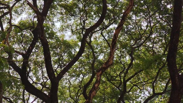 The rain tree spreads its branches.