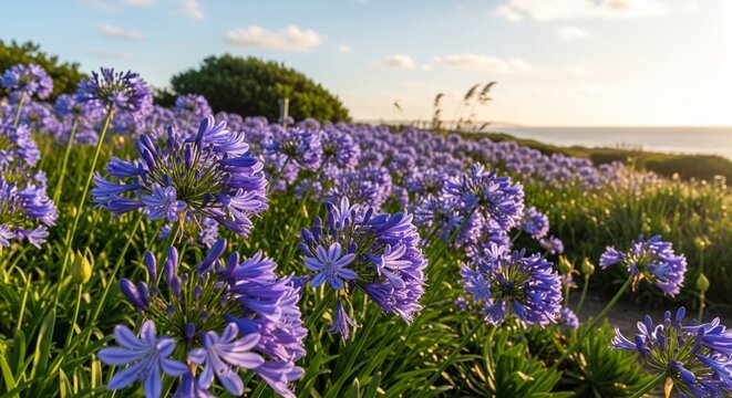 Beautiful purple agapanthus flowers blooming in a coastal garden at sunset