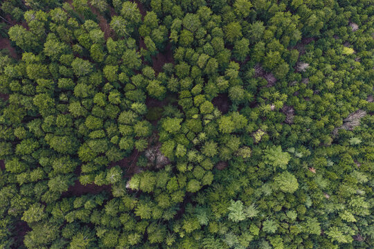 Aerial view of the dense green forest canopy with tall pine trees and patches of brown earth in Vallombrosa, Tuscany, Italy.
