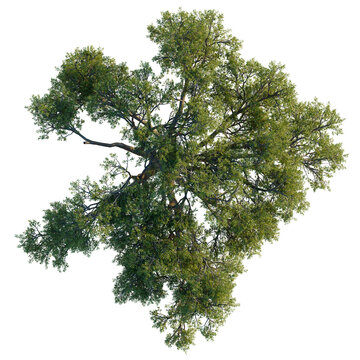 Aerial view of an isolated Quercus suber tree showing main trunk and branch architecture from above.