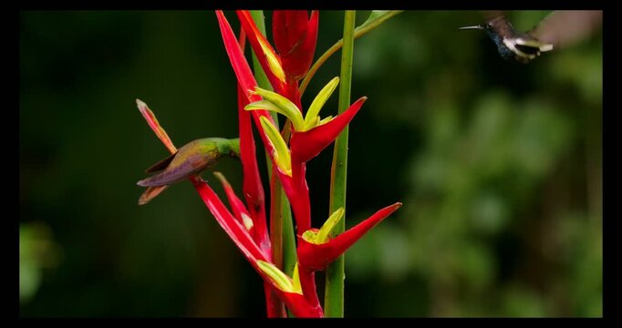 Brazilian Rubi Hummingbird and Black Jacobin (Florisuga fusca) drinking Nectar from a heliconia flower in atlantic rain forest brazil (Close Up)