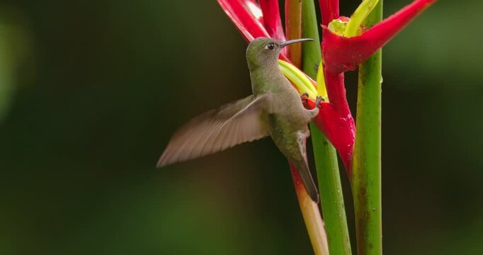Sombre Hummingbird (Aphantochroa cirrochloris) Drinking Nectar from Heliconia Flower in Tropical Rainforest Close-Up