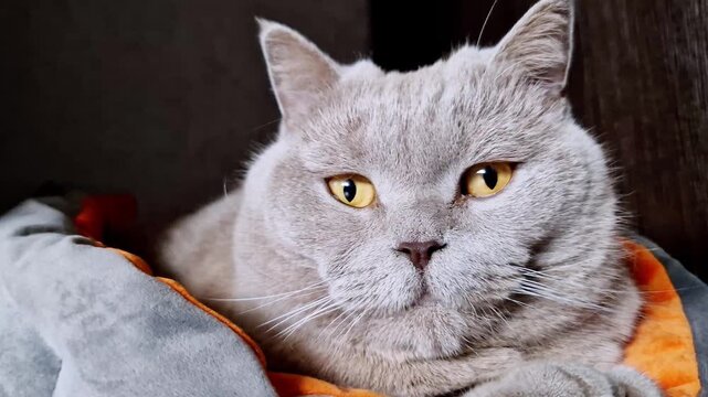 Close-up of a fluffy grey cat's head with golden eyes moving left and right. The domestic feline is resting on a cozy grey blanket with an orange trim against a dark, blurred background.