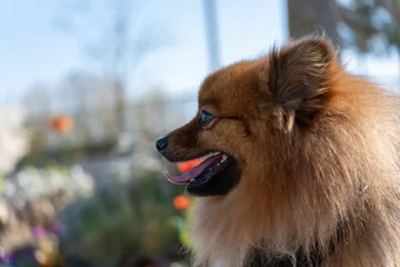 Fotobehang Dierenarts Sunlit garden backdrop with soft bokeh. Pomeranian dog smiles, tongue out, ears perked. Furry head turned to side, eyes bright. Natural daylight highlights fur texture and warmth  © Jakob