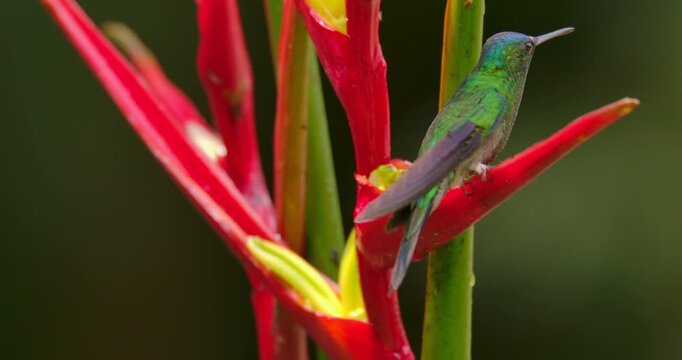 Violet-capped Woodnymph (Thalurania glaucopis) Drinking nectar from a heliconia flower in atlantic rain forest brazil (Close Up)