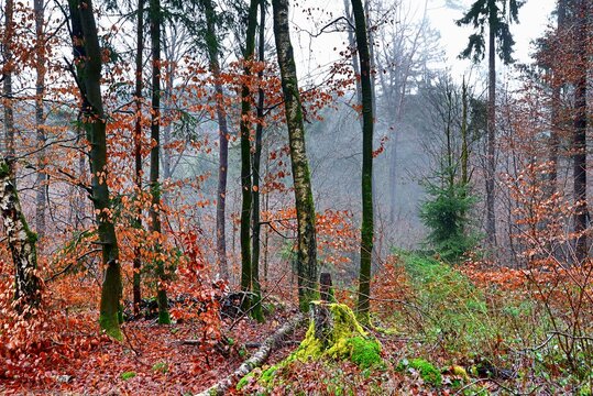 Herbstwald