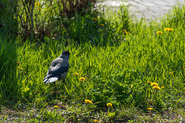 Obraz premium Solitary crow stands in vibrant green grass. Yellow dandelions dot the sunlit field. Distant water glimmers softly beyond the grass. The bird faces away, appearing calm and observant