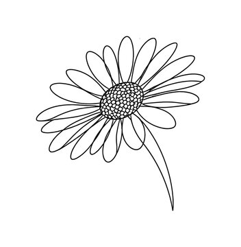 "Wildflower Close-up". Minimalistic one-line drawing detailed daisy flower head with visible petals and round