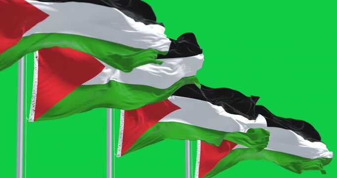 Flags of Palestine waving together isolated on green background