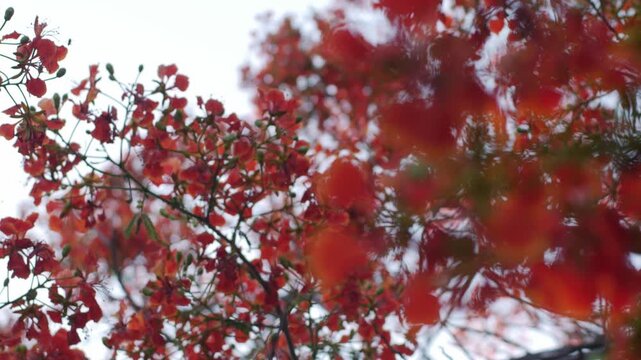 Vivid Red Orange Royal Poinciana Flame Tree Flowers and Buds with Colorful Bokeh Background