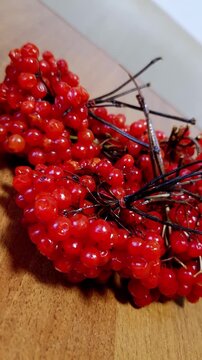 Ripe red viburnum opulus berries, also known as kalina, sit in clusters on a wooden table. A close-up shot highlights their glossy, translucent texture and vibrant color.