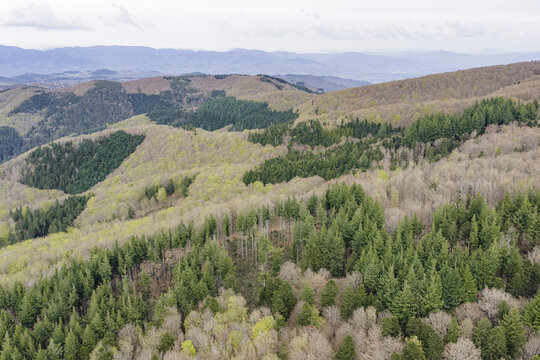 Aerial view of dense forest with mixed evergreen and deciduous trees covering rolling hills under a cloudy sky Vallombrosa, Tuscany, Italy.