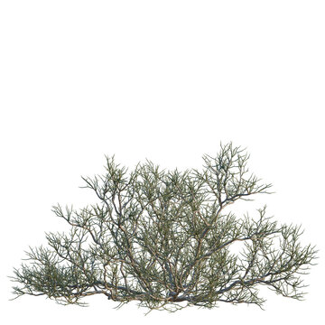 Calligonum junceum tree, elevation, front view, cutout, transparent background, isolate, Dried tree branches texture, intricate pattern, nature background, dry wood, close up, png