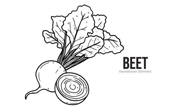 A hand-drawn illustration of a whole beet and a cross-section of another beet.