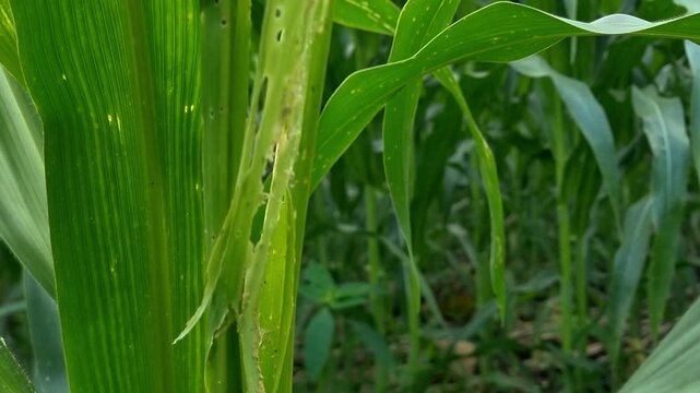 Pest Infested Corn Leaf Panning Shot in Green Agricultural Field 4K Ultra HD Footage