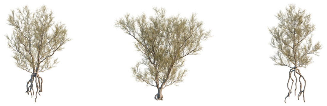 Haloxylon ammodendron tree, elevation, front view, cutout, transparent background, isolate, Detailed Root System of a Tree with Visible Roots, Perfect for Botanical and Nature Studies