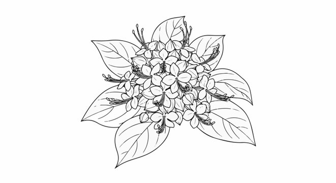Delicate line drawing of a cluster of blossoms with large leaves