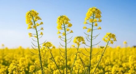 Obraz premium Bright yellow rapeseed flowers blooming in a vast field under a clear blue sky, close-up