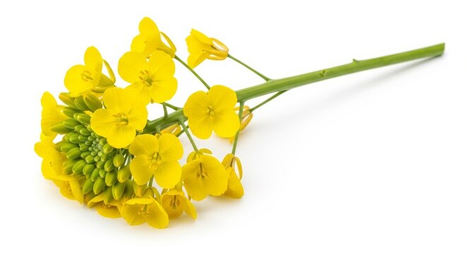 Canola flower stem, bright yellow blossoms and green buds isolated on white background