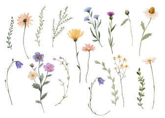 Naklejka premium Watercolor wildflowers elements set with delicate stems and leaves. Botanical collection feels light and natural and perfect for creative design projects.