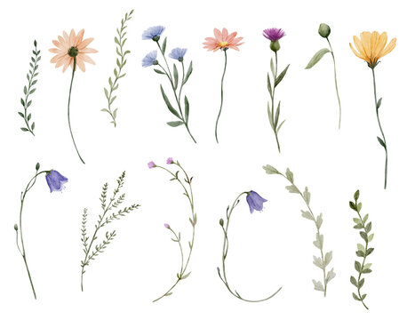 Watercolor wildflower elements collection with soft pastel tones. Elegant botanical set feels airy and natural and ideal for modern floral design.