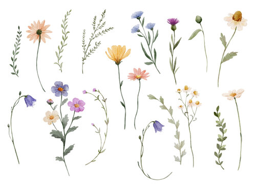 Watercolor wildflowers elements set with delicate stems and leaves. Botanical collection feels light and natural and perfect for creative design projects.