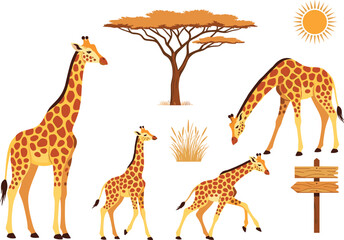Set of Giraffe Icons Featuring Various Poses and African Savanna Elements Including Adult Standing Calf Walking Grazing Acacia Tree Sun and Wooden Signboard for Nature Safari Designs © sojibislam