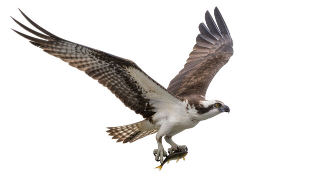 Osprey bird with outstretched wings holding a small fish, isolated on transparent background