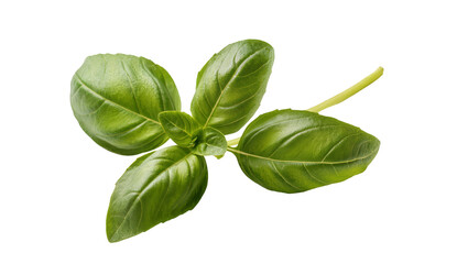 Fototapeta premium Fresh green basil herb sprig with detailed veins, isolated on transparent background