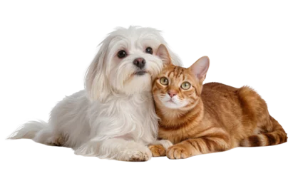 Fotobehang Hond Fluffy white Maltese dog and orange tabby cat resting together, isolated on transparent background  © Bogdan