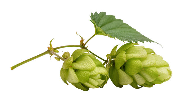Green hop cones with leaf and stem, isolated on transparent background