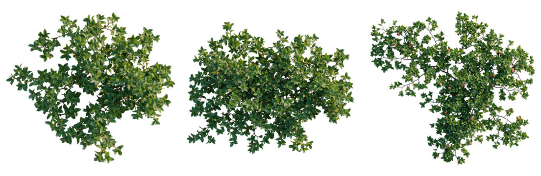 Arctostaphylos uva ursi tree plan, top view, cutout, transparent background, isolate, Detailed Green Maple Leaf Close-Up, Autumn Foliage, Natural Texture, Fall Season, High Resolution