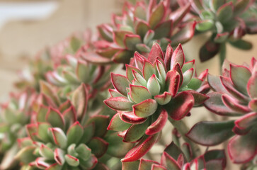 Fototapeta premium Beautiful Echeveria pulvinata Devotion succulent. Macro of velvety green rosettes with vibrant red edges. Perfect for botanical decor, gardening blogs, and nature-themed designs