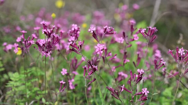Vibrant Carpet: Egyptian Catchfly (Silene Aegyptiaca) Wildflowers in a Meadow