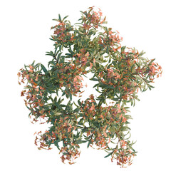 Naklejka premium Euphorbia griffithii tree plan, top view, cutout, transparent background, isolate, Blooming Pink Flowers on Green Branches, Delicate Springtime Floral Beauty