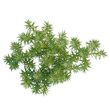 Polytrichum commune tree plan, top view, cutout, transparent background, isolate, Vibrant green fern fronds detailed close-up, natural botanical texture, lush foliage, detailed leaves
